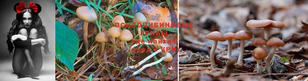 a pvp Беломорск